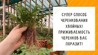 КАК ЧЕРЕНКОВАТЬ ХВОЙНЫЕ ТАК, ЧТОБЫ ОНИ ТОЧНО УКОРЕНИЛИСЬ!