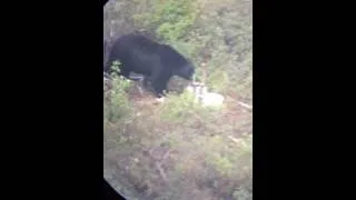 2016 black bear hunt 300 yards