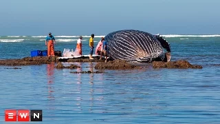 Humpback whale washes up at Strand