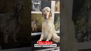 English Setter grooming before & after