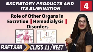 Excretory Products and its Elimination 04 || Role of Other Organs in Excretion | Class11/NEET