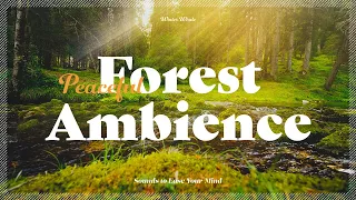 Nature Sounds for Relaxing | Peaceful Forest River Sounds | 자연의 소리, 백색소음