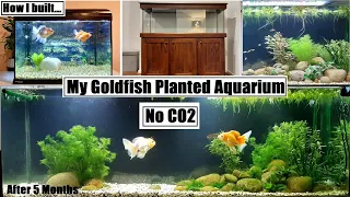 Goldfish Planted Aquarium (No CO2) & 5 Months After