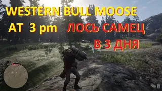 RDR 2 Western bull moose at 3 pm Западный лось  самец в 3 часа дня