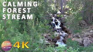 4K Forest stream - Relaxing nature sounds - Nightingale singing in the morning - Meditation Sleep