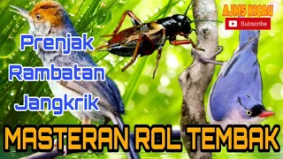 Masteran roll tembak [ Rambatan, Prenjak, Jangkrik]