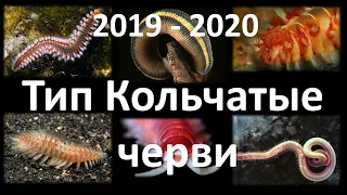 7. Кольчатые черви (7 класс) - биология, подготовка к ЕГЭ и ОГЭ 2020