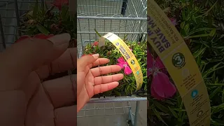 (cc) adventures in the Lowe's clearance section