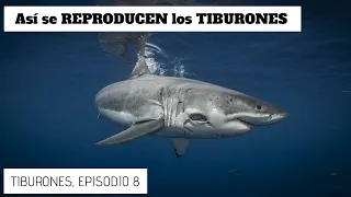 Así se REPRODUCEN los TIBURONES! Serie Tiburones, Episodio 8.