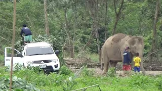 Elephants Released After Covid Reduced Tourism