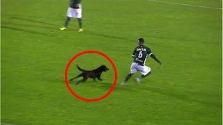 Perro invade campo y persigue jugador | 2016