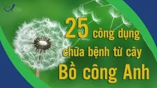 25 công dụng chữa bệnh từ cây Bồ Công Anh | DSO.VN |