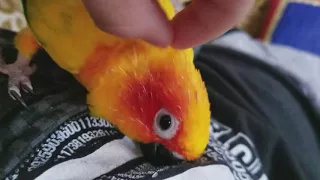 How to massage your cute bird to get rid of pinfeathers - pet me! Sun conure named Thoth