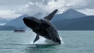 Incredible humpback whale breach in Alaska!!!