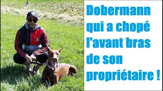 LE DOBERMAN QUI A CHOPE L'AVANT BRAS DE SON PROPRIÉTAIRE