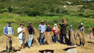 fartura no sertão seu Onofre reúne a família pra bater o arroz no roçado tradição nordestina.