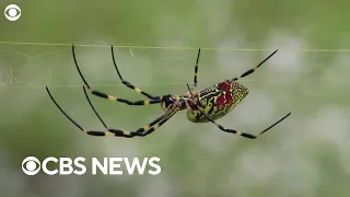 "Creepy crawly" giant flying Joro spiders are spreading to the Northeast U.S., experts say