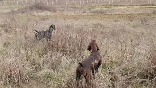 addestramento cuccioli 8 mesi su starne