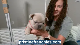 Stunning French Bulldog Puppies