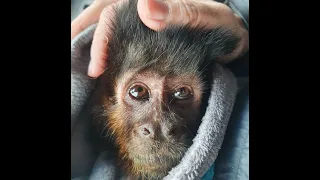 Beloved monkey Laurie dies after tough life and a lot of love