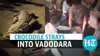 Watch: Big crocodile spotted in Vadodara, took over 6 men to capture & rescue