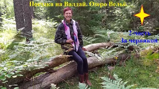 Поездка на Валдай.  Озеро Вельё.  Часть 2. Сбор черники.