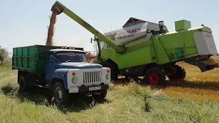 Harvesting barley 2023. Unjustified hopes.