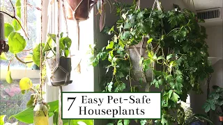 7 Easy Pet-Safe Houseplants