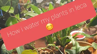 #semihydro #lecaclub #leca How I water my plants in leca☺