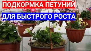 ВОЛШЕБНЫЕ КАПЛИ ДЛЯ ПЕТУНИЙ - ПОДКОРМКА ПО ЛИСТУ ДЛЯ РОСТА.ЧЕМ ПОДКОРМИТЬ РАССАДУ ПЕТУНИЙ