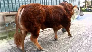 Hunters Hall Gladiator Limousin Bull.