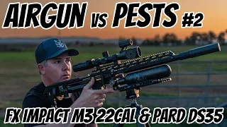 FX Impact M3 Pest Control || .22 Calibre AirGun Hunting || Pigeon and Indian Myna Bird Shooting
