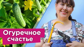 ОГУРЦЫ ОБОЖАЮТ ЭТО! Любимое бабушкино средство для огурцов: бесплатно, экологично, эффективно