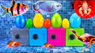 Colorful Satisfaction Surprise Eggs, Lobster, Hamster, Snake, Koi, cichlid, Butterfly Fish, Goldfish