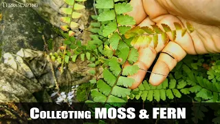 How to Collect, Process and Preserve MOSS & FERN !!! | TERRASCAPING