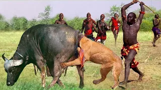 Watch How The Massai aborigines Punish Lions And Leopards When They Dare To Take Their Livestock