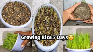Growing Rice🌱| Experiment King Queen |TimeLapse | #shortfeed #reels #timelapse