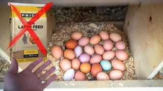 We Switched Chicken Feed... Heres what Happened...