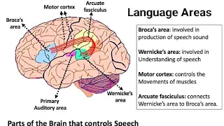 Psycholinguistics: Language Areas in Brain Lecture 2