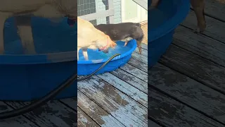 Puppy pool party!!