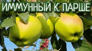 ЯБЛОНЯ СКИФСКОЕ ЗОЛОТО/ИММУННЫЙ К ПАРШЕ СОРТ ЯБЛОК