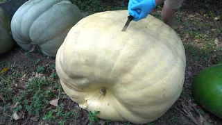 Getting Seeds out of a 532 Pound Pumpkin