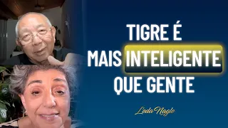 Tigre é mais inteligente que  nós. quando acaba o stress ele respira. Nós não. Tadashi Kadomoto