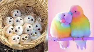 Baby Animals 🔴 Funny Parrots and Cute Birds Compilation (2021) Loros Adorables Recopilación #53