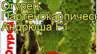 Огурец партенокарпический Андрюша F1. Краткий обзор, описание cucumis sativus Andriusha F1