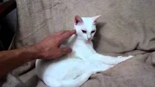 Глухая кошка