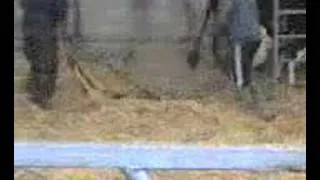 cow calving backwards