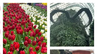 Gardens By The Bay : Inside the Cloud Forest 🌳 and Tulipmania at Flower Dome🌷🌷