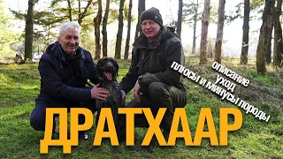 ДРАТХААР. ОСОБЕННОСТИ. ХАРАКТЕР. УХОД. ВОСПИТАНИЕ.