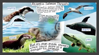 Atlantic Salmon Lifecycle Lesson